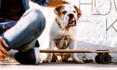 Symbol Budapest - Showder Klub LIVE! - Orosz Gy,Algharati M,Záhonyi Á,Koleszár H,Csenki A,Sipos O,Ligeti D,Tóth E.