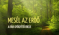 Napfényes Étterem és Rendezvényterem - Mesél az erdő - a fák gyógyító ereje